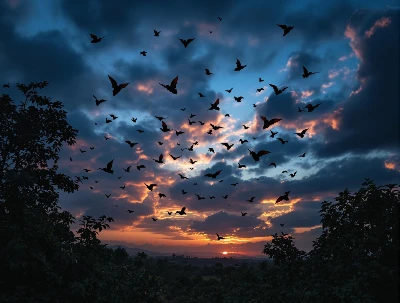 Battambang Bats 